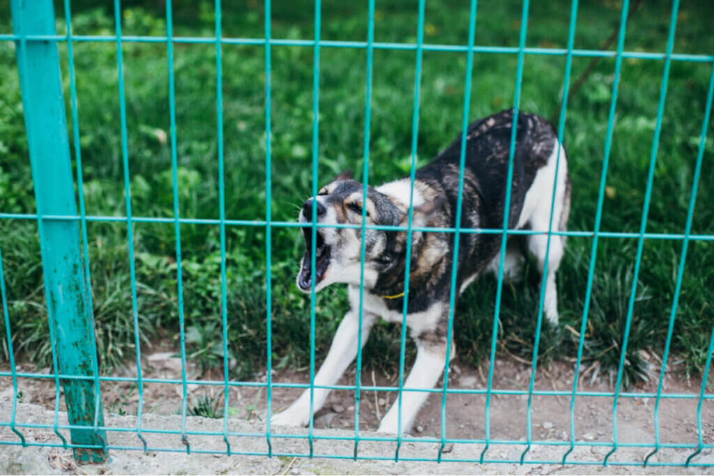 Cinco dicas para impedir um cachorro de latir muito