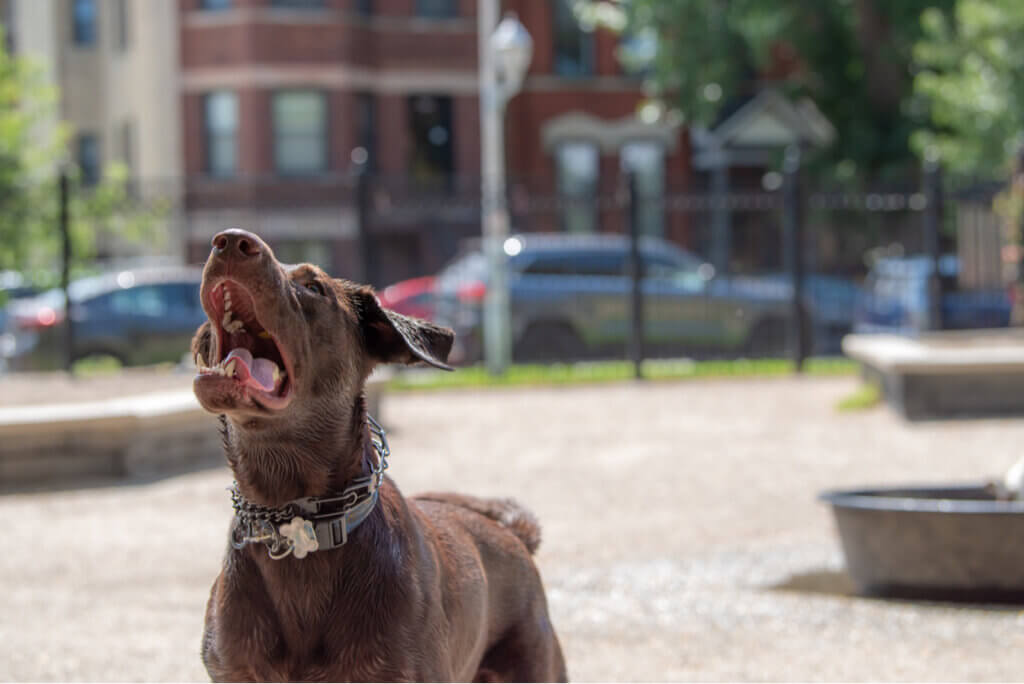 7 causas de asfixia em cães