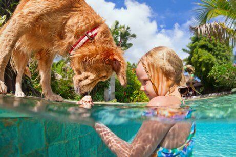 Viajar com o seu cachorro.