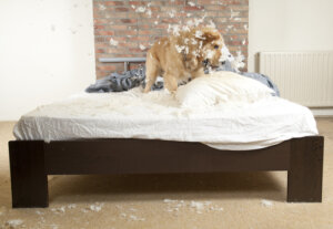 O que é ansiedade de separação e como corrigir