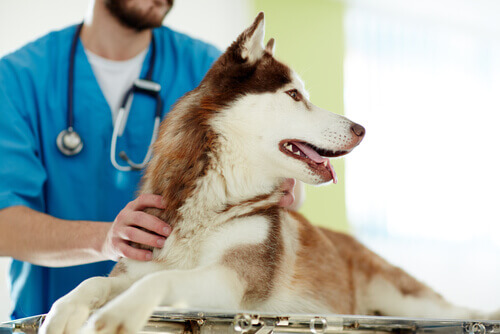 Husky no veterinário.