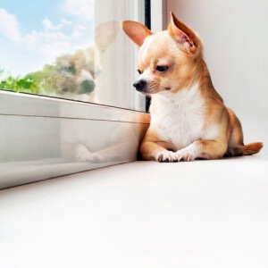 Cachorro sentado olhando pela janela.