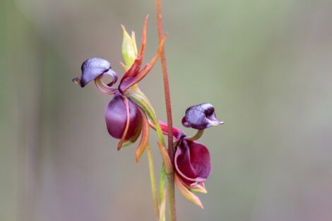 Uma orquídea pato voador.