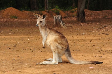Os marsupiais da Austrália.