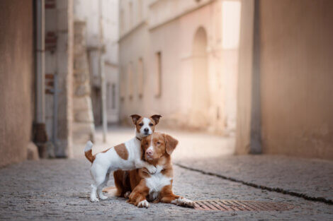 Um cão que não é agressivo com outros cães.