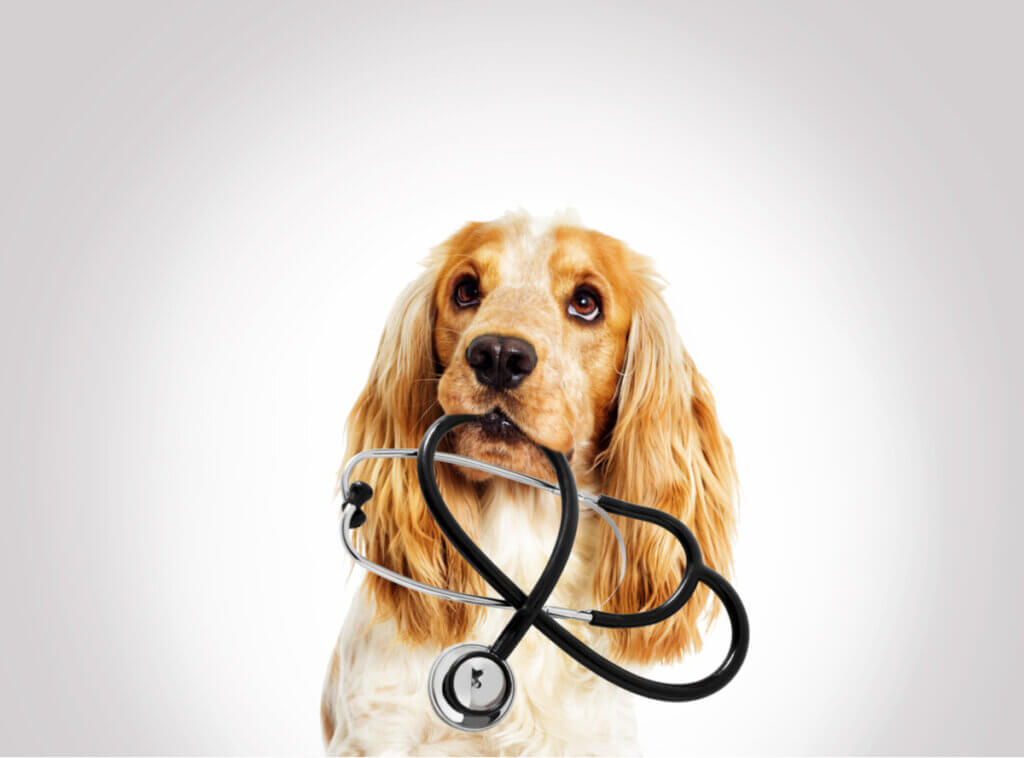 Insuficiência pancreática exócrina em animais de estimação