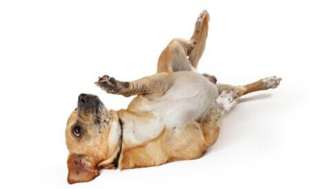 Um cachorro mostrando a barriga.