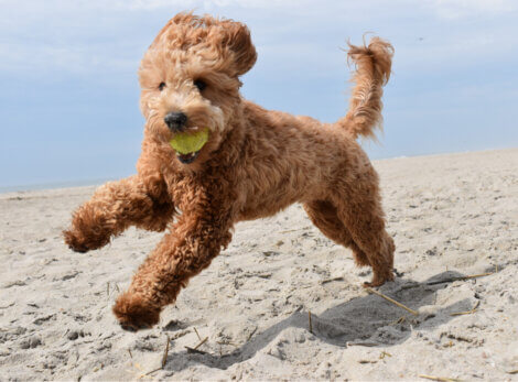 Um cão correndo na praia.