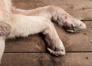 Calos nas patas dos cães: o que fazer?