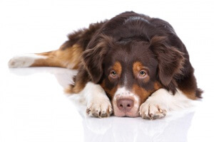 Cão deitado no chão duro.