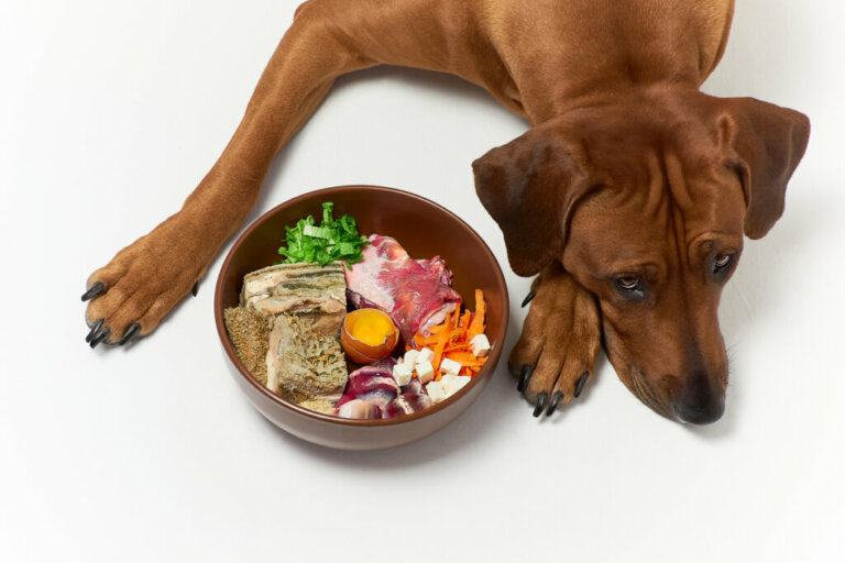 Noções básicas sobre as dietas para cães com problemas renais