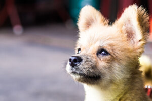 Os cães podem ter diabetes?