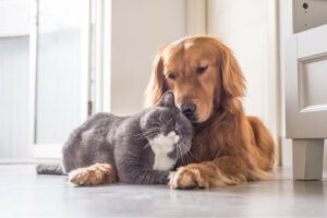 Orientações para uma boa convivência entre cães e gatos