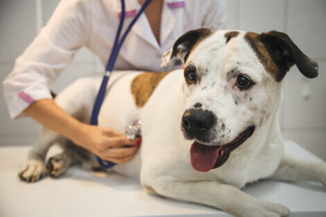 Um cachorro no veterinário com problemas cardíacos.