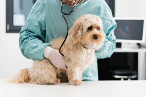 Um cachorro triste no veterinário.