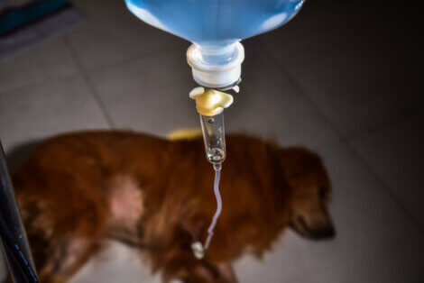 Um cachorro com problemas renais.