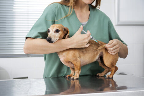 Cão tomando vacina no veterinário.