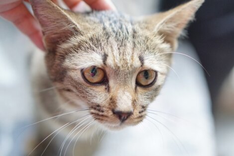 Pancreatite em gatos.