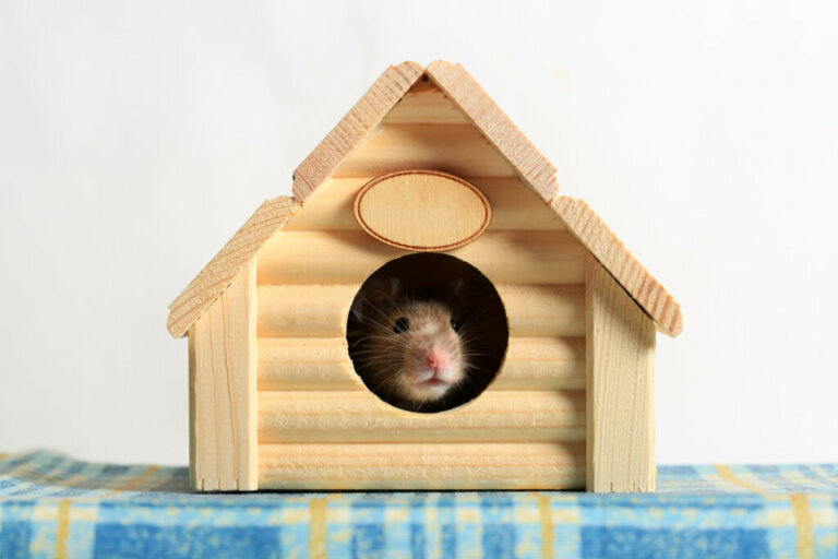 Casas para hamsters: tipos e recomendações