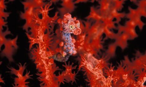 Cavalo-marinho minúsculo