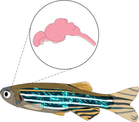 Peixe-zebra: um dos animais que dormem pouco
