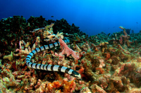 Uma serpente marinha.