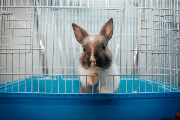 Brinquedos para coelhos: tudo o que você precisa saber