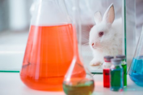 Experimentos com animais para cosméticos.