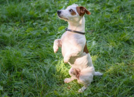 O uso de coleira de cobre em cães.