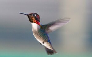 Os 10 menores animais do mundo