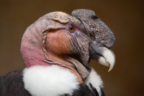 Condor-dos-andes: Vultur gryphus