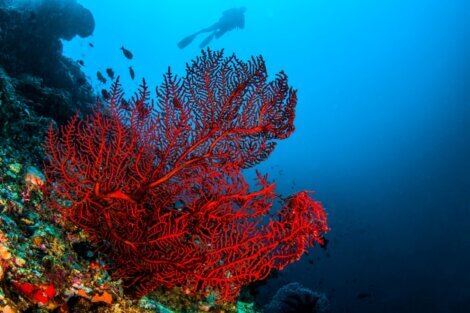 Existem novas espécies de peixes nos recifes de coral.
