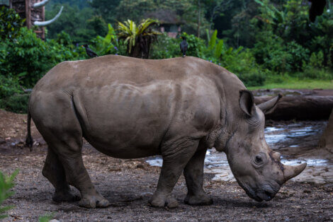 Corpo inteiro do rinoceronte-de-java.