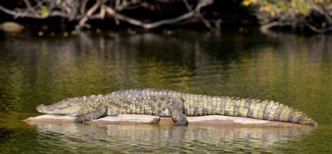 Crocodilo-americano: um dos animais ameaçados de extinção no Equador.