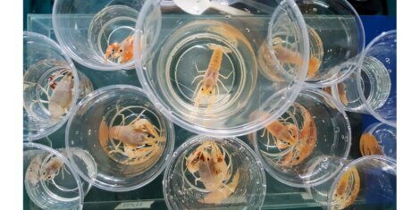 Um cultivo de 'lagostim de mármore'.