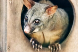 Cusu-de-orelhas-grandes: a que se deve sua cor?