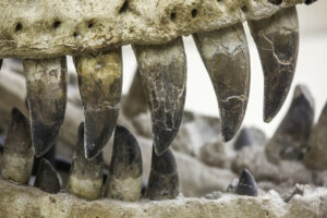 7 curiosidades do Atrociraptor