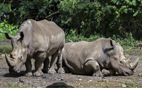 Dois indivíduos da espécie rinoceronte-de-java.