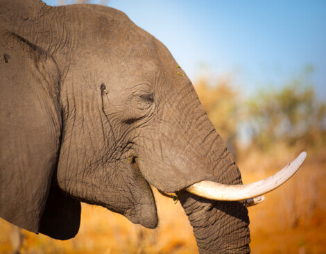 Proteja os elefantes da caça furtiva.