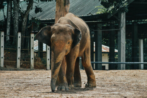 Os elefantes e o sentido da audição.