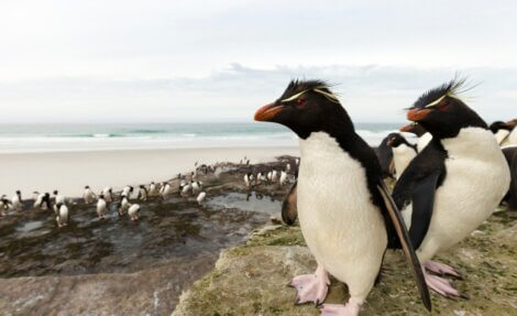 O encontro dos pinguins-de-penacho-amarelo.
