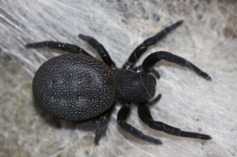 Um Eresus em sua teia de aranha.