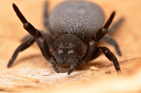 Uma aranha Eresus walckenaeri levantando as pernas.