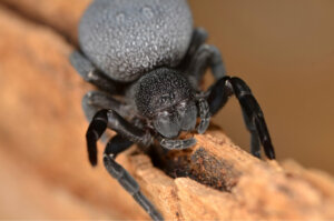 Eresus walckenaeri: cuidados em cativeiro e características