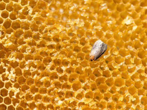 A traça grande da cera é um dos animais com supersentidos.