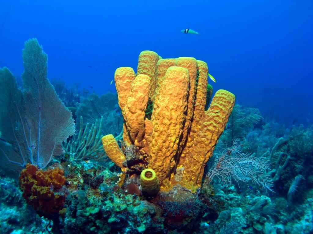 Animais marinhos eliminam vírus presentes na água, segundo estudos