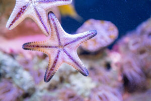 Como é a reprodução das estrelas-do-mar?