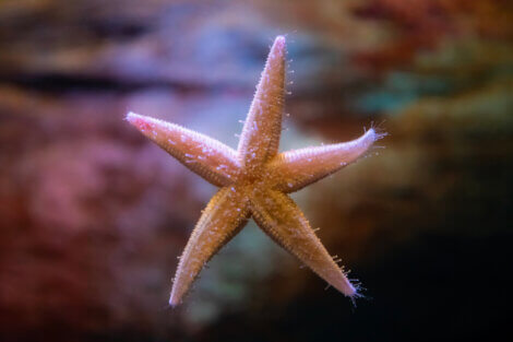 Os tipos de reprodução em estrelas-do-mar.