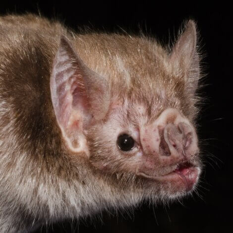 O rosto de um Desmodus rotundus.