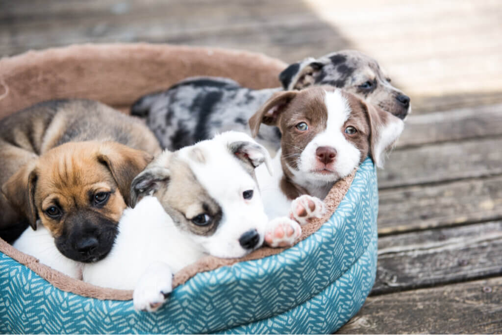 Depressão por endogamia: o que é e como afeta os cães?